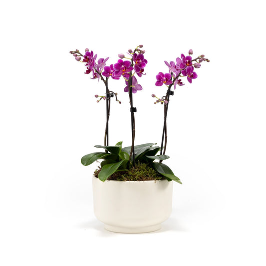 Phalaenopsis Single Stem Trio in 21cm Planter - Orchid The Horti House