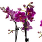Phalaenopsis Single Stem Trio in 21cm Planter - Orchid The Horti House