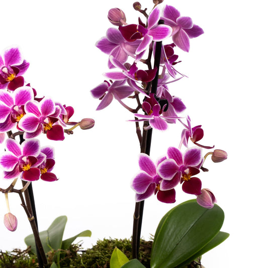 Phalaenopsis Single Stem Trio in Artisan No.4 Planter - Orchid The Horti House