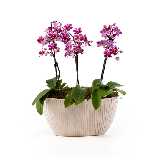 Phalaenopsis Single Stem Trio in Artisan No.4 Planter - Orchid The Horti House