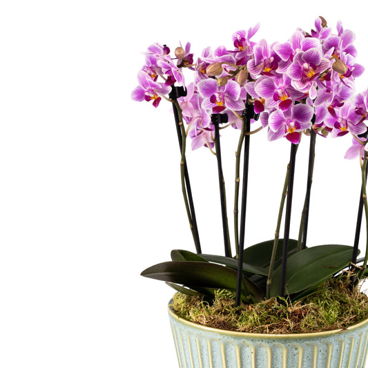 Phalaenopsis Trio 17cm in Hampshire Ceramic - Orchid The Horti House