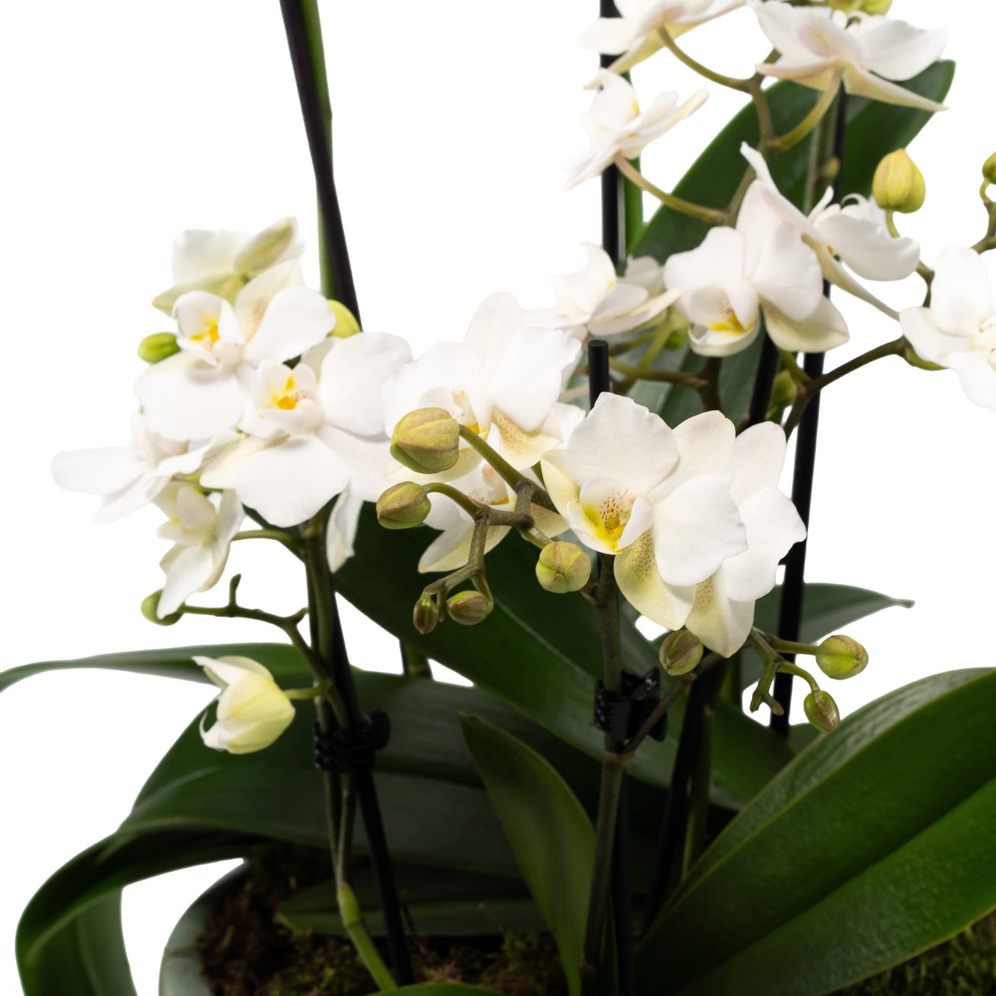 Phalaenopsis Trio In Green Luxury Bowl - Orchid The Horti House