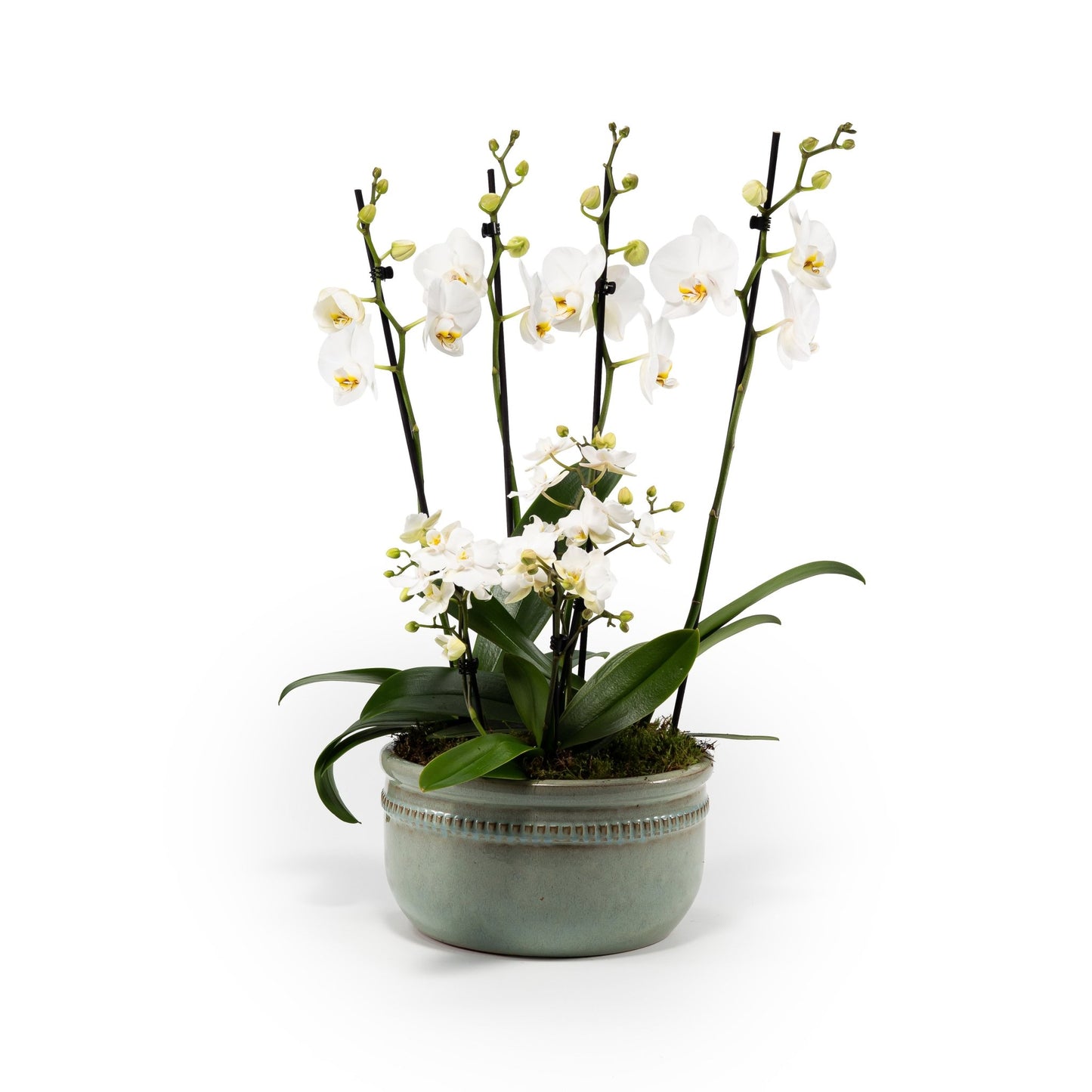 Phalaenopsis Trio In Green Luxury Bowl - Orchid The Horti House