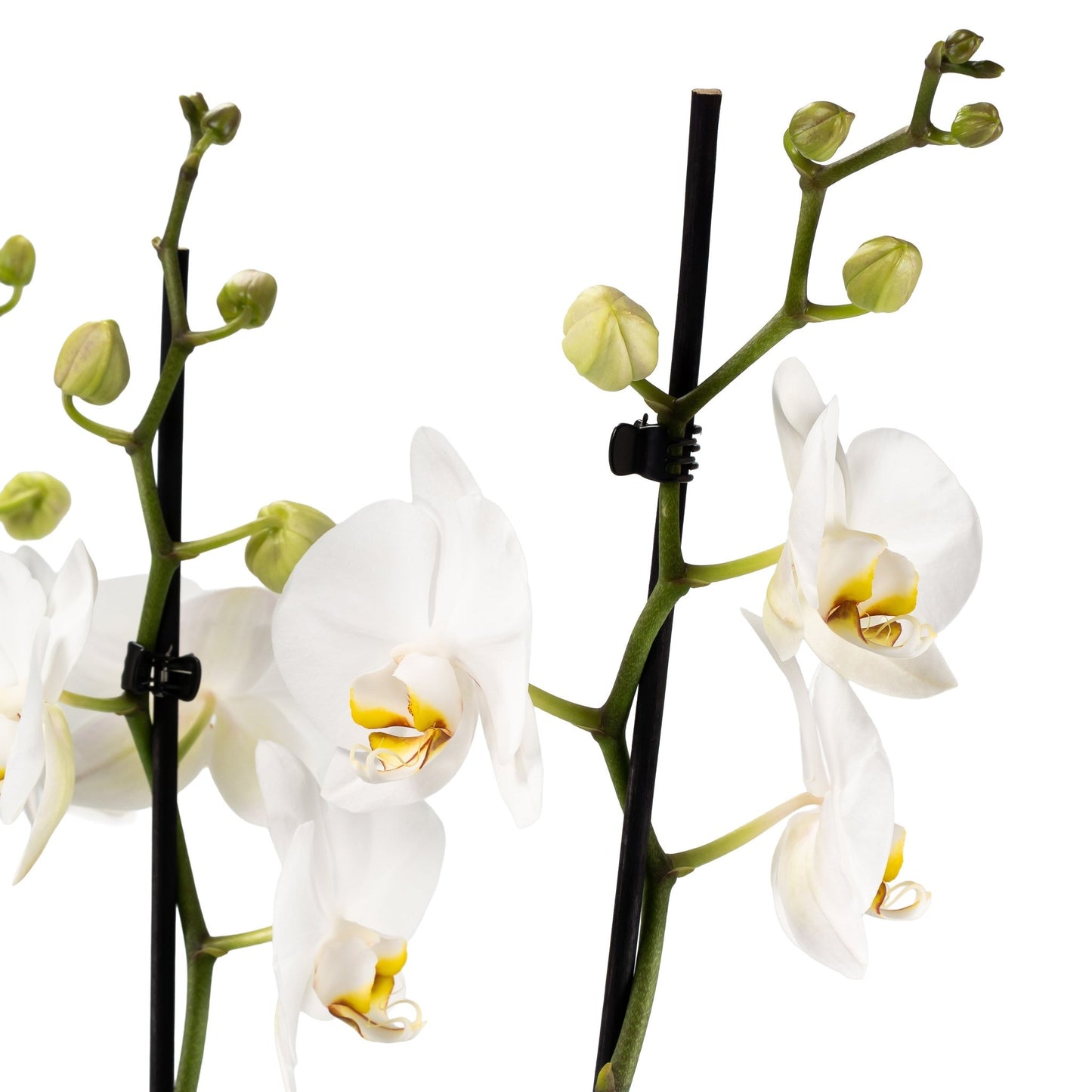 Phalaenopsis Trio In Green Luxury Bowl - Orchid The Horti House