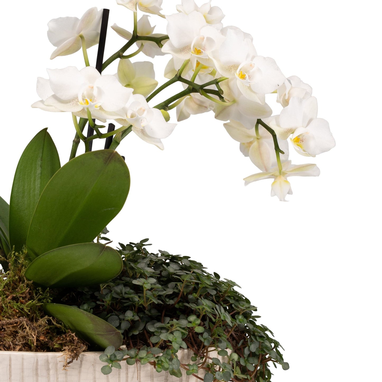 Phalaenopsis Triple Stem Arrangement in Artisan No.4 Planter - Orchid The Horti House