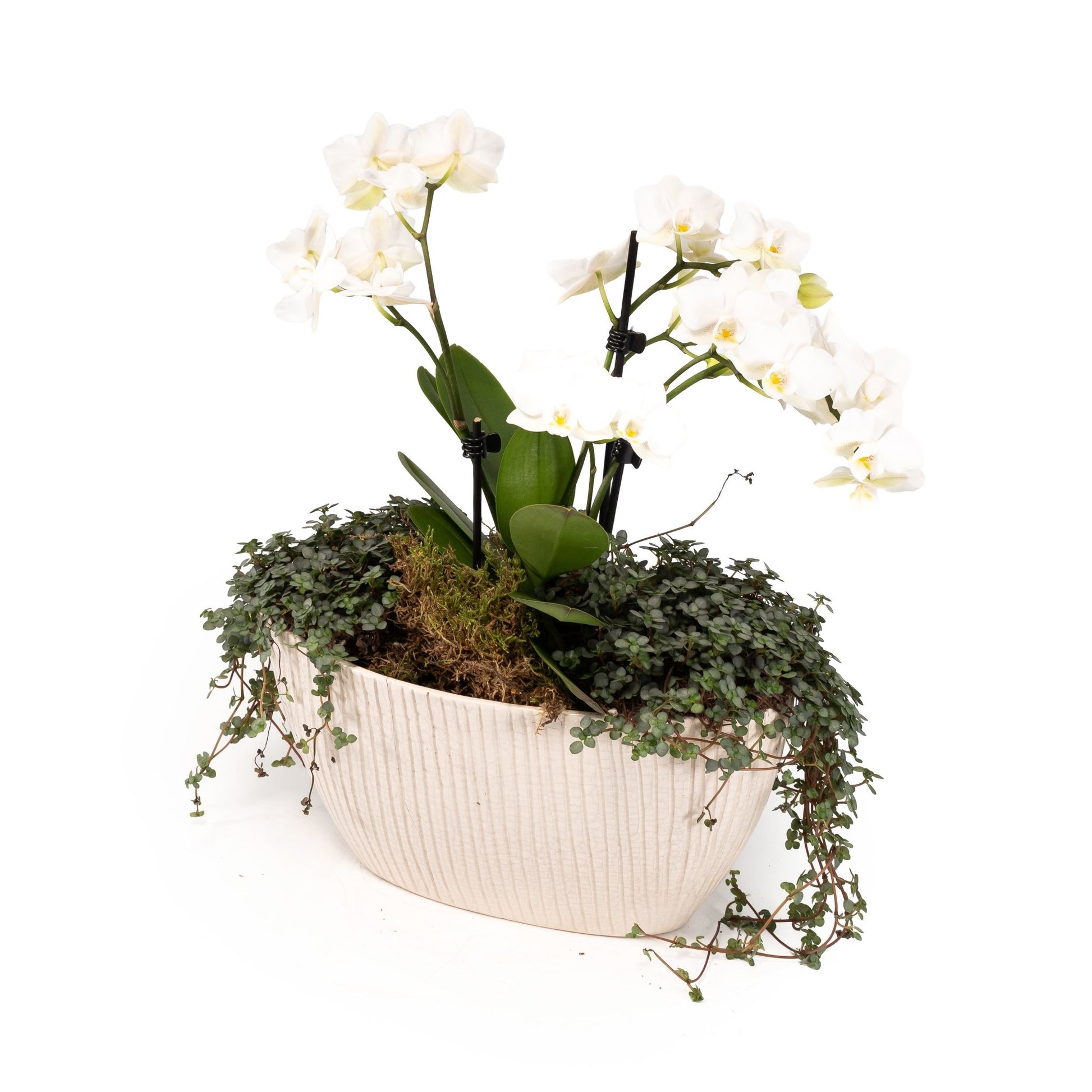 Phalaenopsis Triple Stem Arrangement in Artisan No.4 Planter - Orchid The Horti House