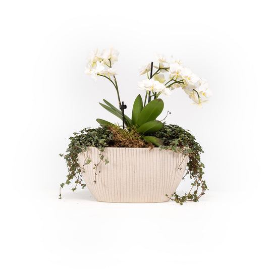 Phalaenopsis Triple Stem Arrangement in Artisan No.4 Planter - Orchid The Horti House