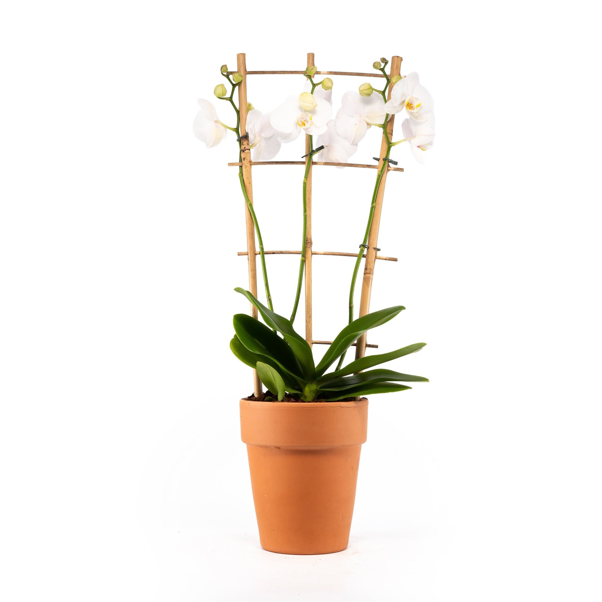 Phalaenopsis Triple Stem Trellis in 17cm Terracotta - Orchid The Horti House
