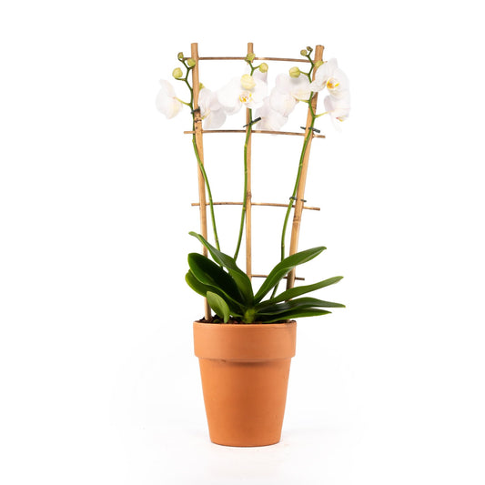 Phalaenopsis Triple Stem Trellis in 17cm Terracotta - Orchid The Horti House