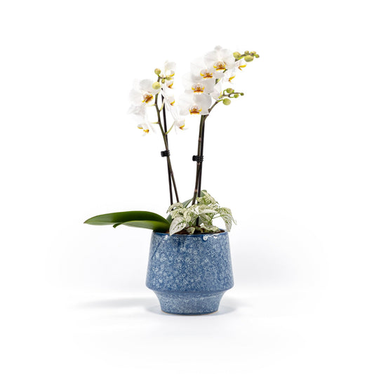 Phalaenopsis Twin Stem 12cm Artisan No.5 Planter - Orchid The Horti House