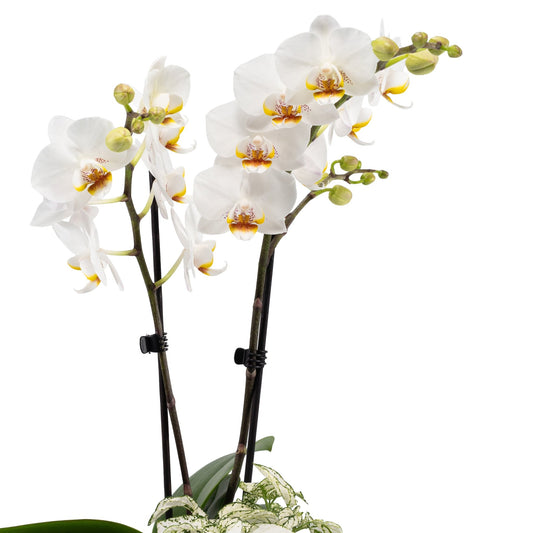 Phalaenopsis Twin Stem 12cm Artisan No.5 Planter - Orchid The Horti House