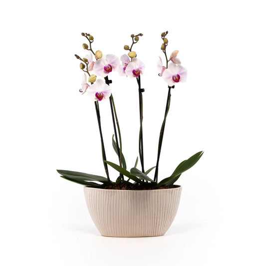 Phalaenopsis Twin Stem Duo in Artisan No.4 Planter - Orchid The Horti House