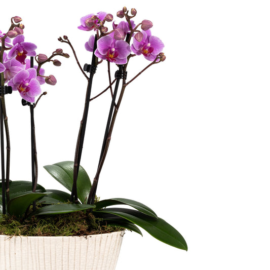 Phalaenopsis Twin Stem Trio In Artisan No.4 Planter - Orchid The Horti House