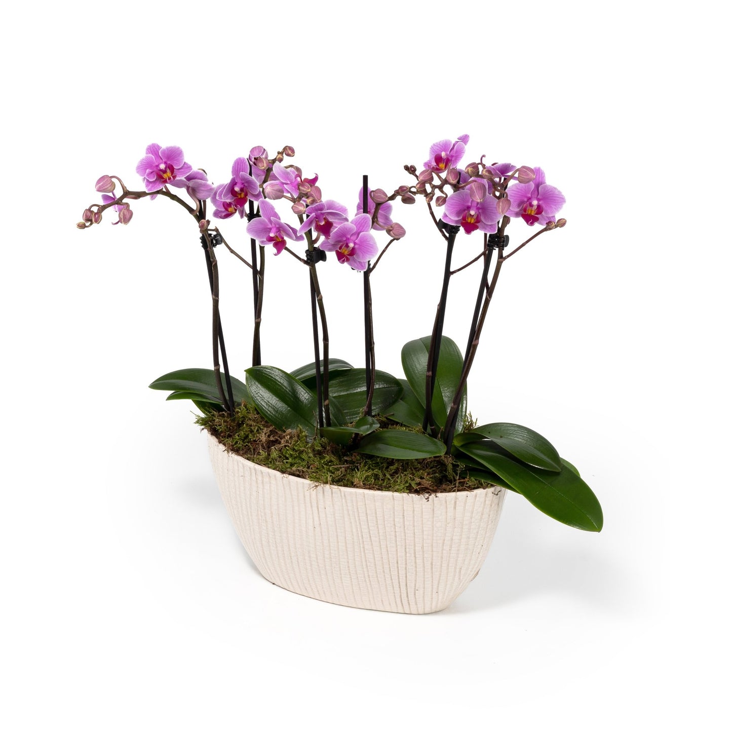 Phalaenopsis Twin Stem Trio In Artisan No.4 Planter - Orchid The Horti House