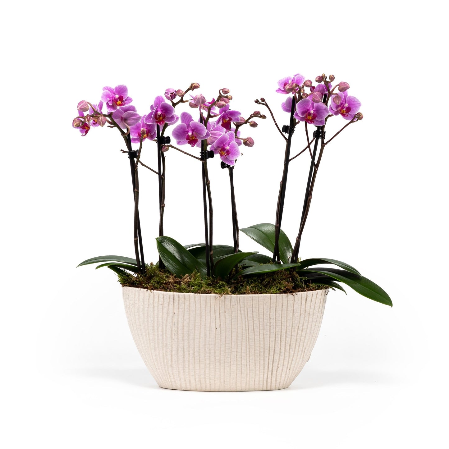 Phalaenopsis Twin Stem Trio In Artisan No.4 Planter - Orchid The Horti House