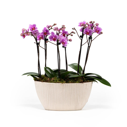 Phalaenopsis Twin Stem Trio In Artisan No.4 Planter - Orchid The Horti House