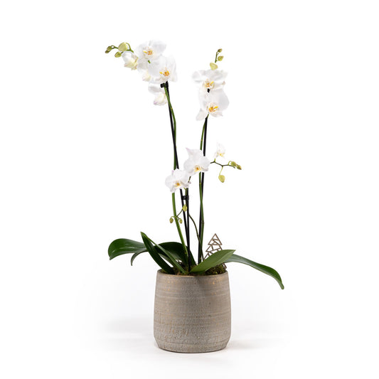 Phalaenopsis in 14cm Artisan Planter - Orchid The Horti House