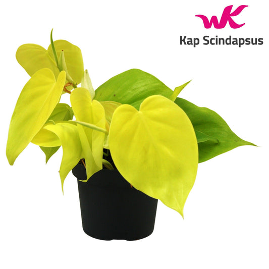 Philodendron 12cm Scandens Lime - Green Plant The Horti House