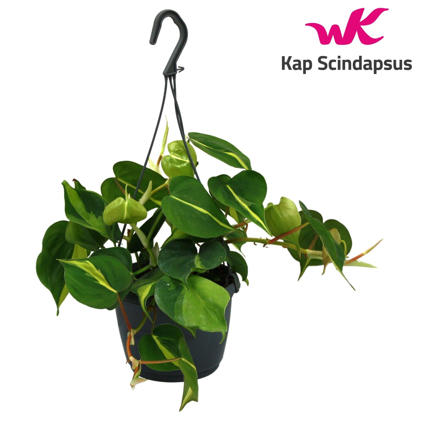 Philodendron 14cm Brasil Hanging - Green Plant The Horti House