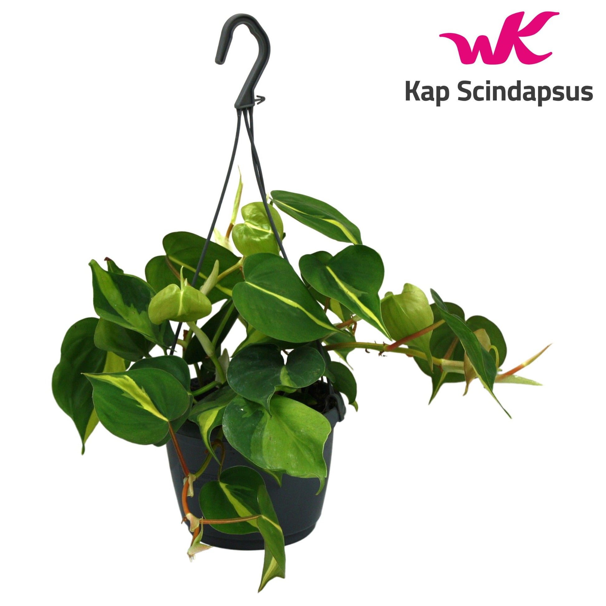 Philodendron 14cm Brasil Hanging - Green Plant The Horti House