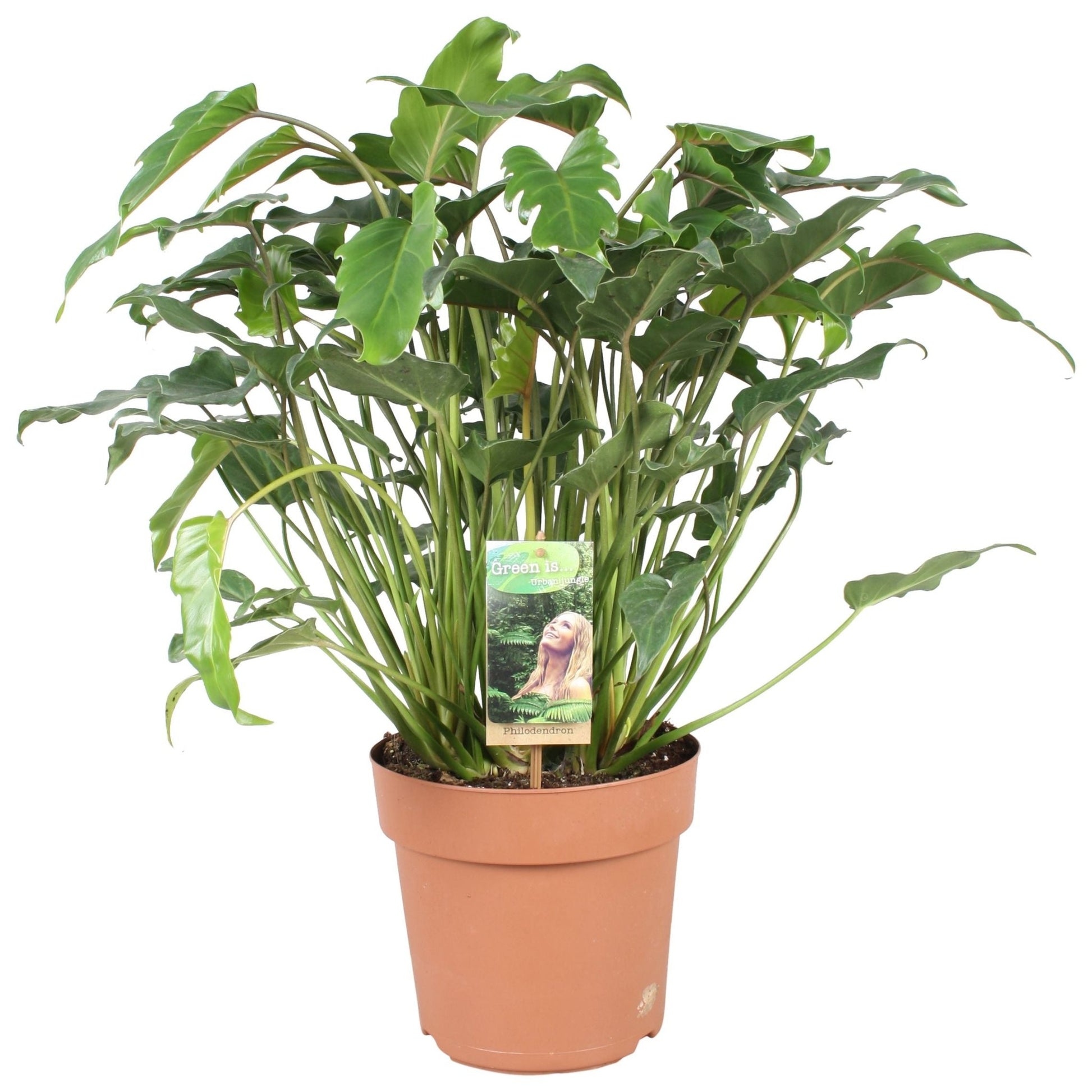 Philodendron 21cm Xanadu - Green Plant The Horti House