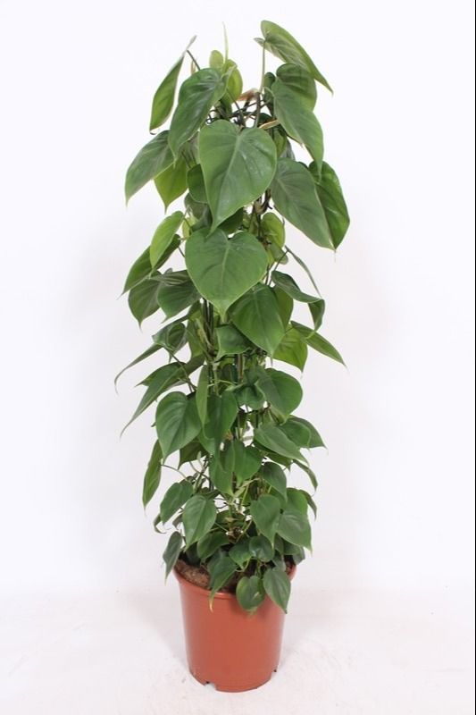 Philodendron 24cm Scandens - Green Plant The Horti House