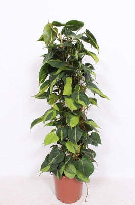 Philodendron 24cm Scandens Brasil - Green Plant The Horti House