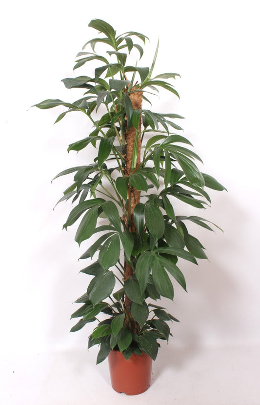 Philodendron 27cm Dragon Tail - Green Plant The Horti House