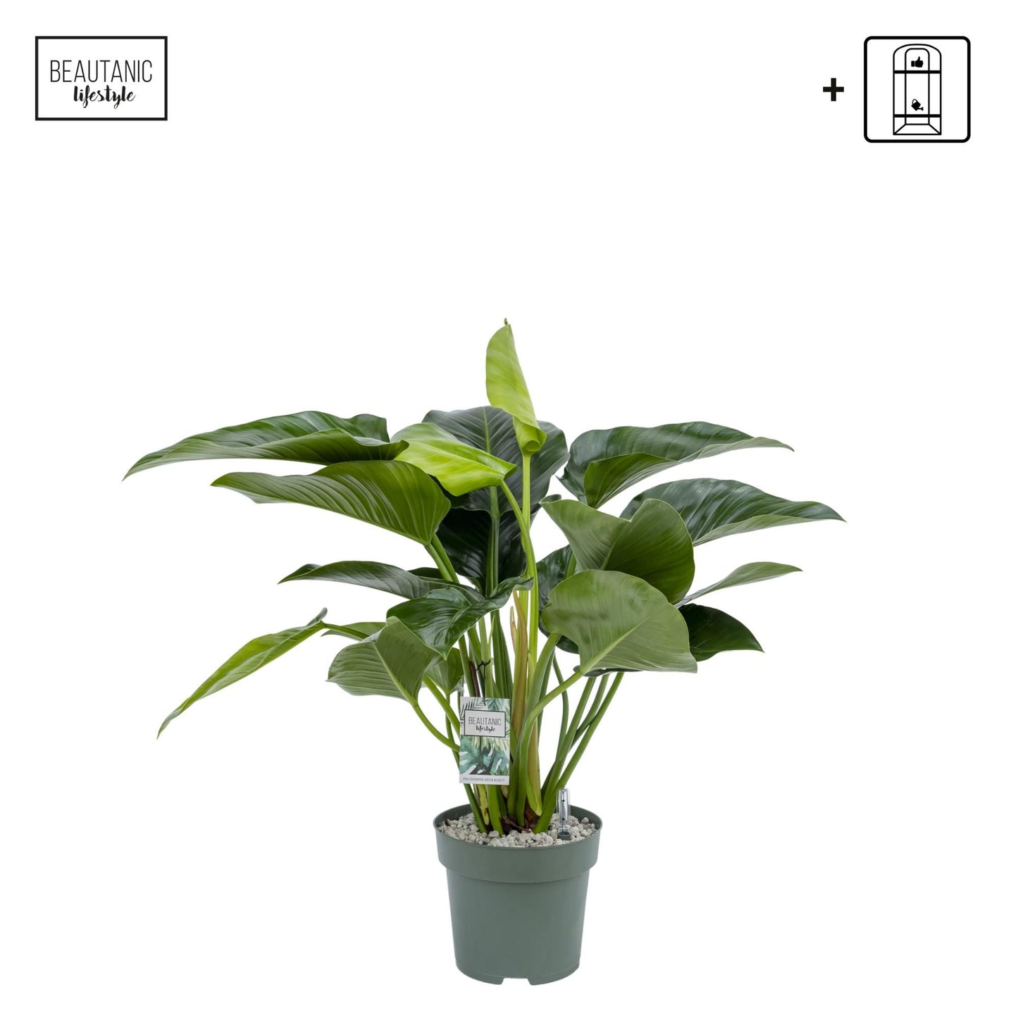 Philodendron 27cm Green Beauty Hydro - Green Plant The Horti House