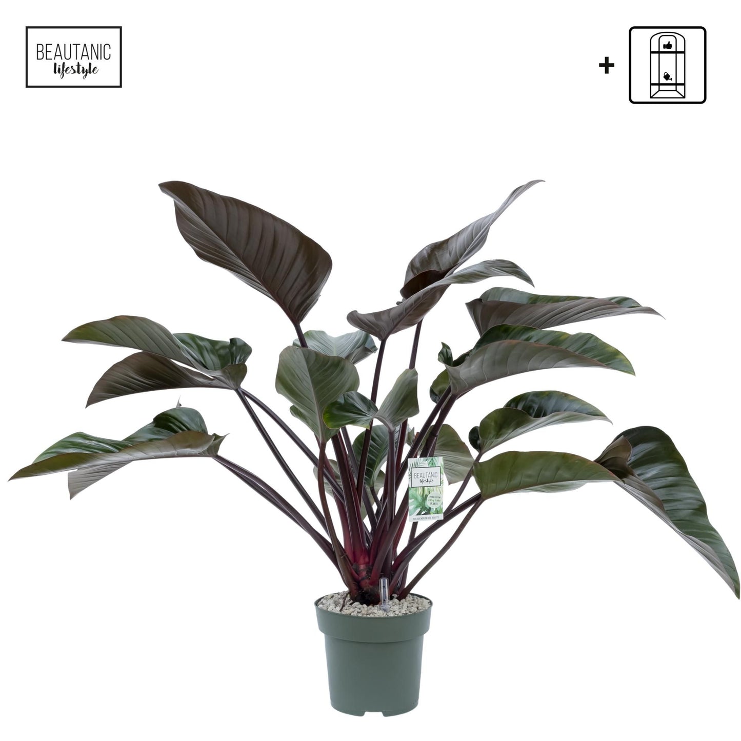 Philodendron 27cm Red Beauty Hydro - Green Plant The Horti House