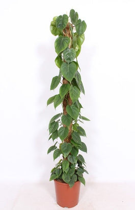 Philodendron 27cm Scandens - Green Plant The Horti House