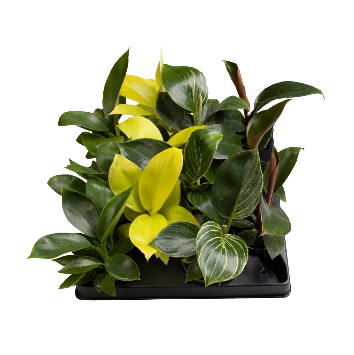 Philodendron 6cm Mix - Green Plant The Horti House