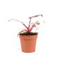 Philodendron 12cm Pink Princess - Green Plant The Horti House