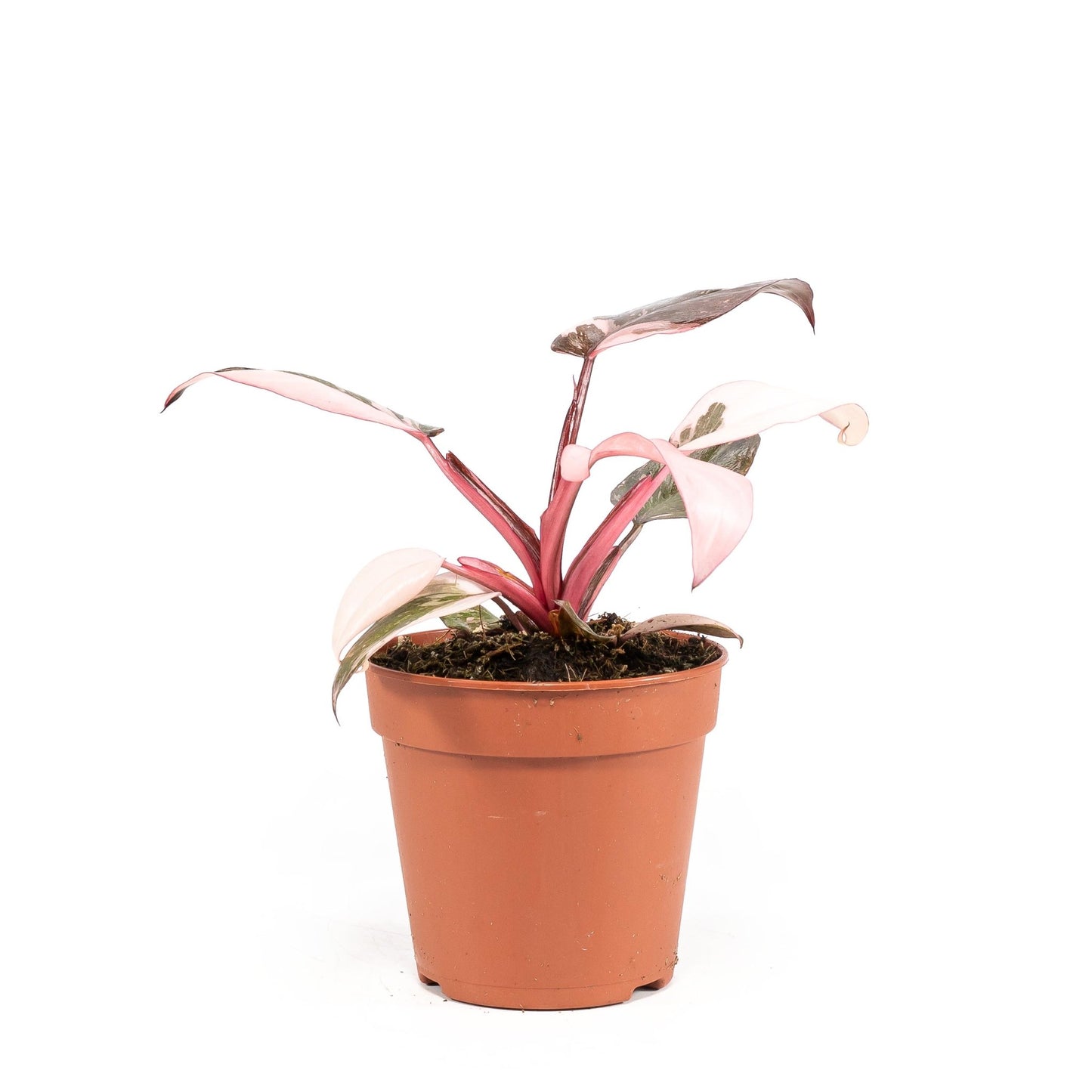 Philodendron 12cm Pink Princess - Green Plant The Horti House
