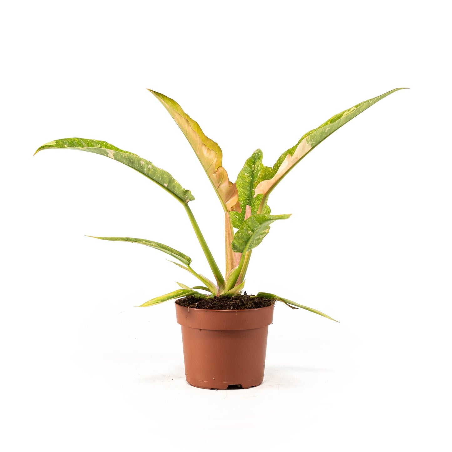 Philodendron 12cm Ring of Fire - Green Plant The Horti House