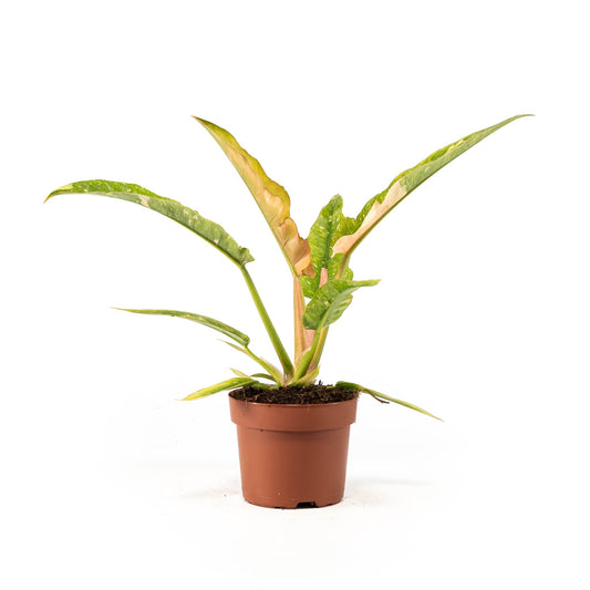 Philodendron 12cm Ring of Fire - Green Plant The Horti House