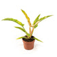 Philodendron 12cm Ring of Fire - Green Plant The Horti House