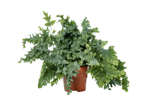 Phlebodium 20cm Aureum - Green Plant The Horti House