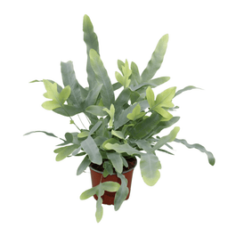 Phlebodium 6cm Blue Star - Green Plant The Horti House