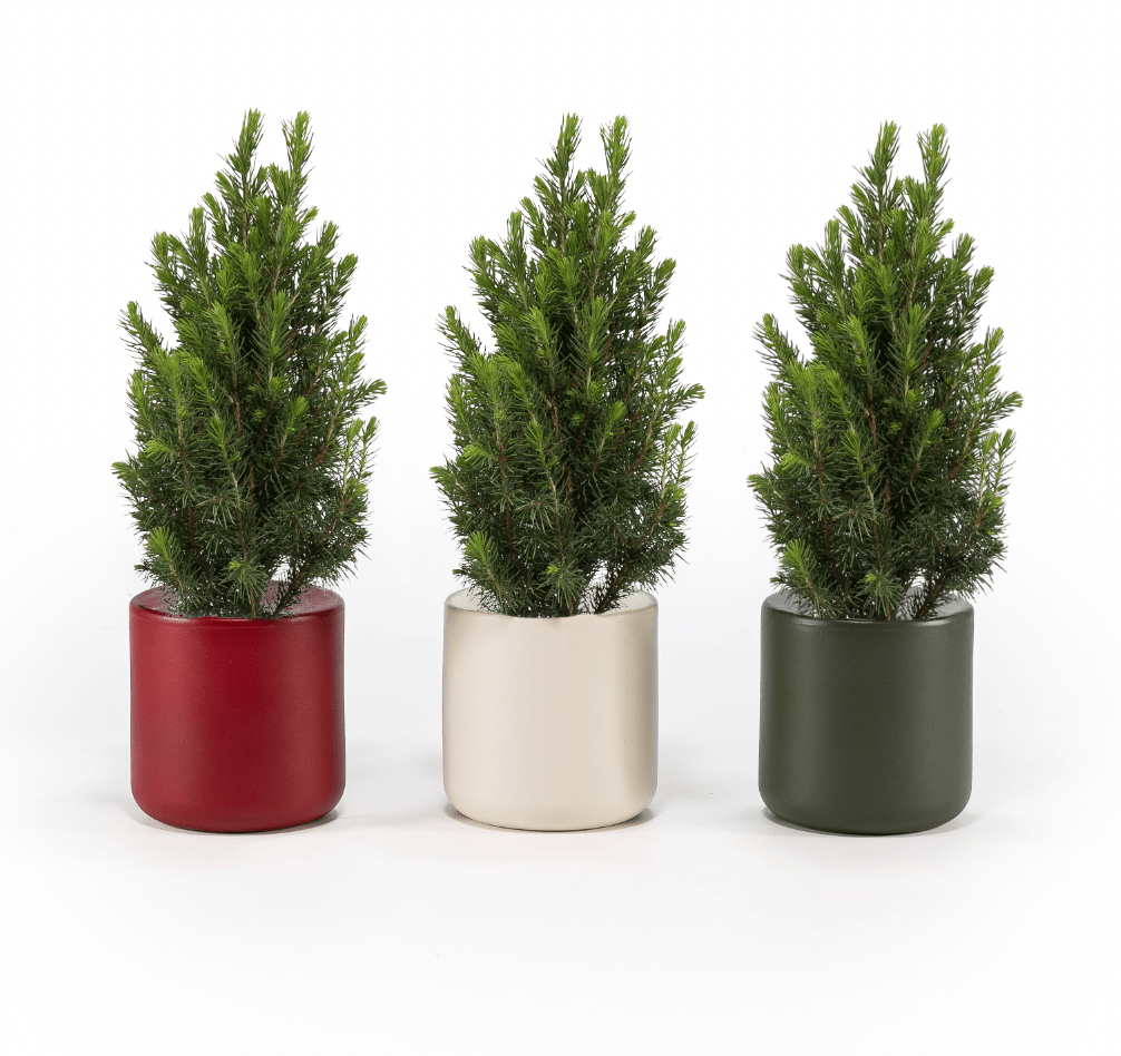 Picea 9cm in Festive Ceramic - Foliage The Horti House