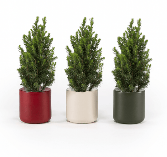 Picea 9cm in Festive Ceramic - Foliage The Horti House