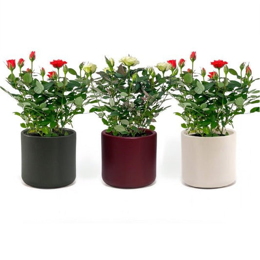 Rose 10.5cm GiGi in Festive Ceramic - Flowering The Horti House