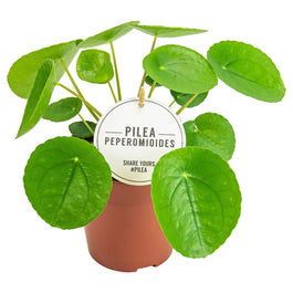 Pilea 12cm Peperomioides - Green Plant The Horti House