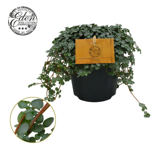 Pilea 12cm Glaucophylla Greyzy - Foliage The Horti House