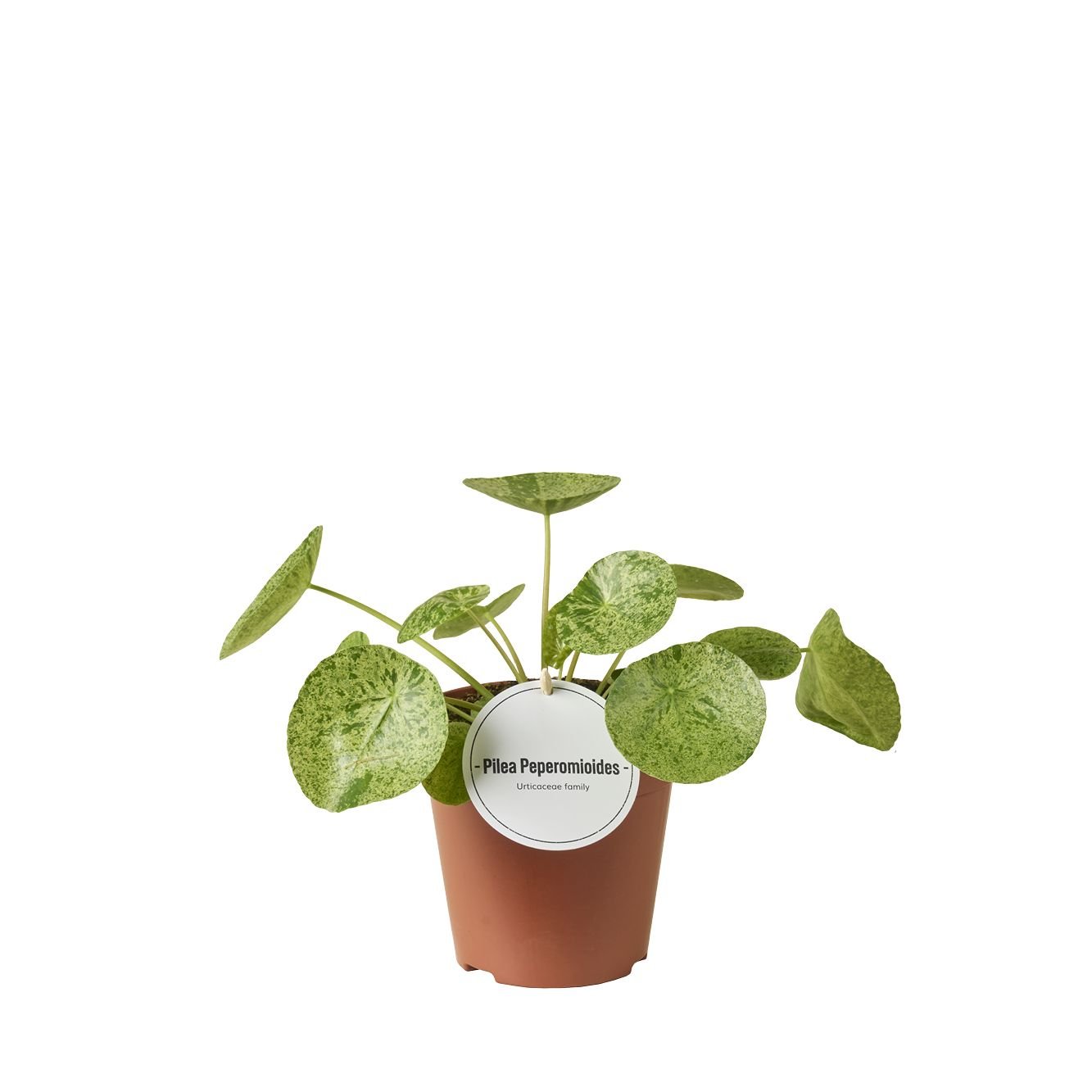 Pilea 13cm Peperomoides Mojito - Green Plant The Horti House
