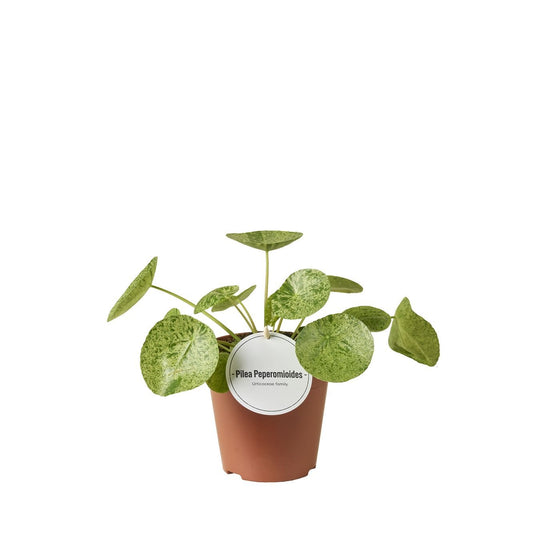 Pilea 13cm Peperomoides Mojito - Green Plant The Horti House