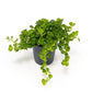 Pilea 5.5cm Depressa - Green Plant The Horti House