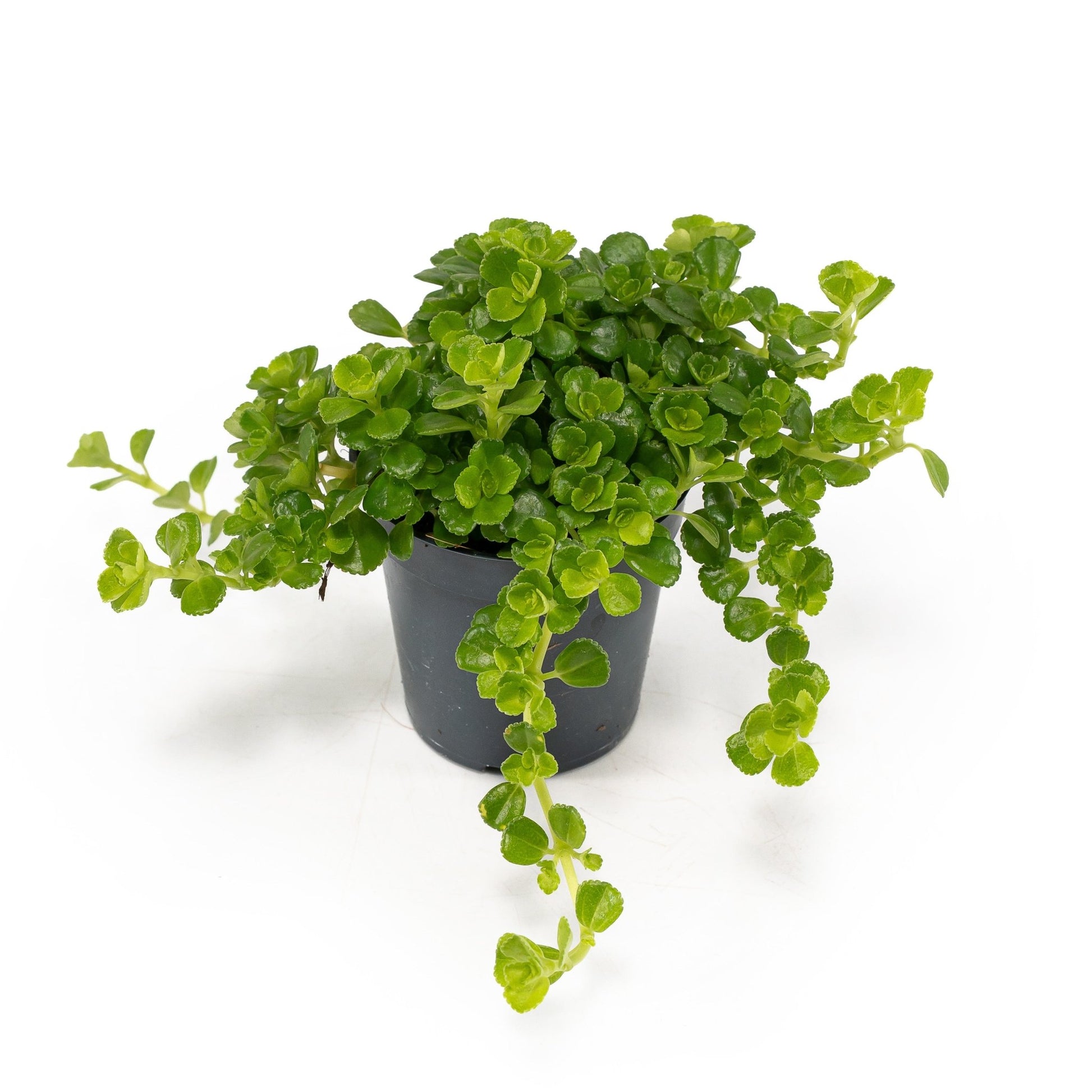 Pilea 5.5cm Depressa - Green Plant The Horti House