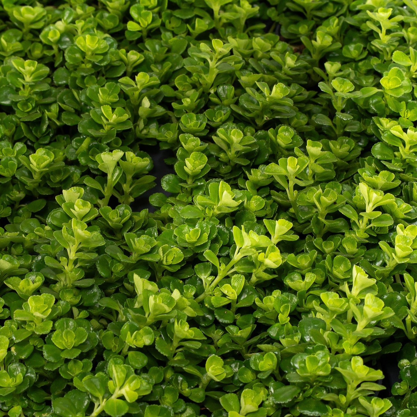 Pilea 5.5cm Depressa - Green Plant The Horti House