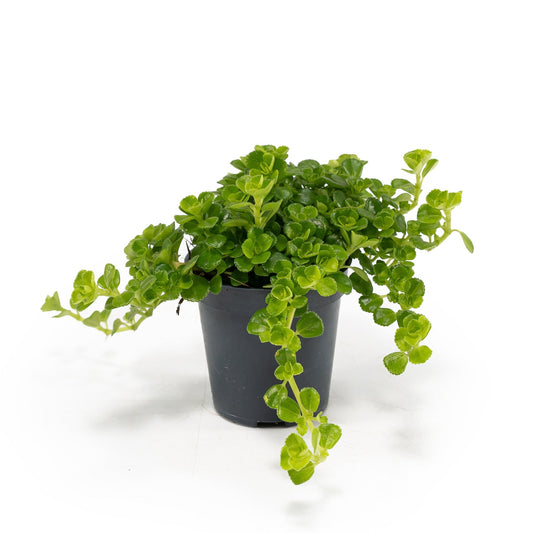 Pilea 5.5cm Depressa - Green Plant The Horti House